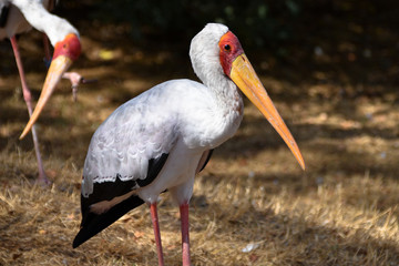 Yellow billed stork