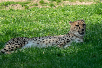 Cheetah portrait Acinonyx jubatus lying down in the grass.