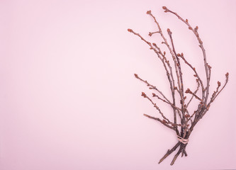 spring flat lay, a tree branch with swollen buds on a delicate pink background, showing the awakening of nature after winter