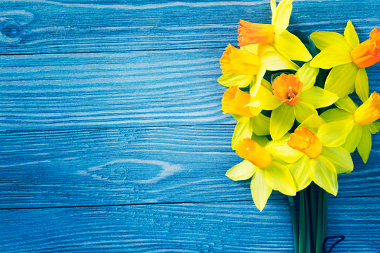 Daffodil flowers on blue wooden background