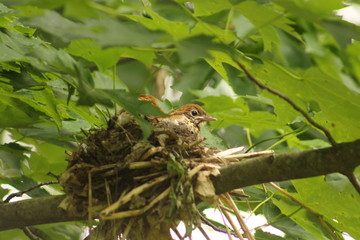 Baby bird in the nest