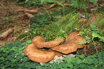 Large flat mushrooms found in a forest in Sauerland, Germany