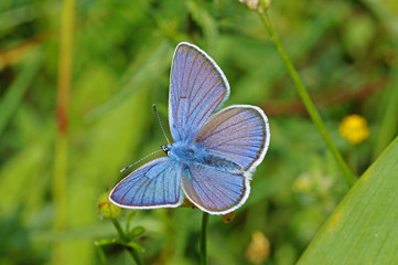 Polyommatus semiargus (ROTTEMBURG, 1775) Rotklee-Bläuling DE, NRW, Nonnenbachtal, Eifel 09.06.2016