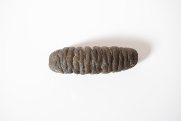 Dried sea cucumber on white background