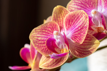 Fototapeta na wymiar A beautiful, pink-yellow orchid flower, Phalaenopsis