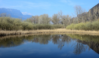 Teich und Moorgebiet am Kalterer See