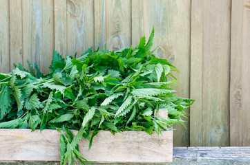 A basket of fresh nettles in a wooden box. Nettle leaf with copy space.