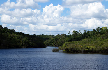 Fototapeta na wymiar Manaus, Amazonas, Brazil. Rio Negro river and its beauties that enchant to all visitors. Amazonia, the living nature.