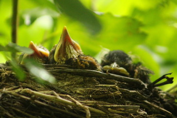 baby birds