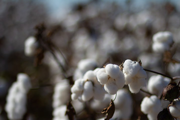 Cotton fields almost ready to harvest