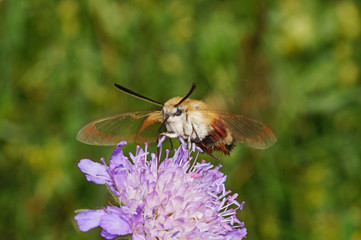 Hemaris fuciformis (LINNAEUS, 1758) Hummelschwärmer DE, NRW, Lampertstal, Eifel 09.06.2016