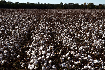 Cotton fields almost ready to harvest