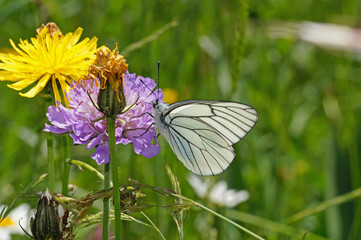 Aporia crataegi (LINNAEUS, 1758) Baumweißling DE, NRW, Lampertstal, Eifel 09.06.2016