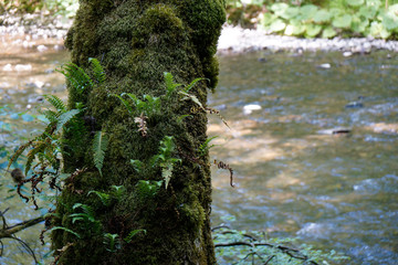 moss and fern growing on tree in front of river