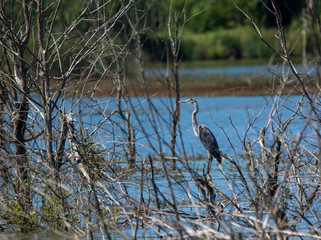 Gray heron