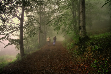 Fototapeta na wymiar Walking in the foggy forest. Walking in the foggy forest. Fresh air and plenty of oxygen. 