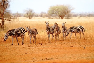 Fototapeta na wymiar Six zebras in the wide wilderness