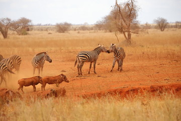Fototapeta na wymiar Zebras and warthogs in the savannah