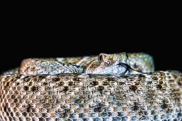 Snake Art, Rattlesnake Flicking Tongue - Digital Oil Painting