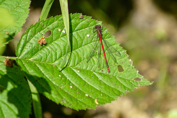 Frühe Adonislibelle (rote Libelle) auf Blatt