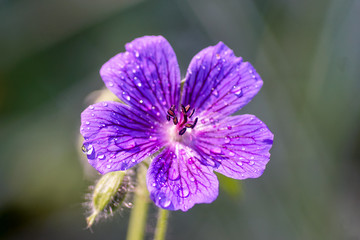 Makroaufnahme einer Blüte vom Pracht Storchschnabel (Geranium magnificum)