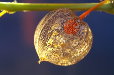 physalis