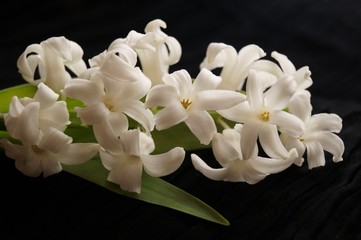  Background with flower  - beautiful white hyacinths