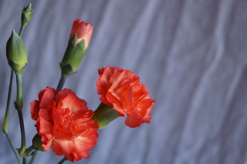 Background with flower  - beautiful red carnations