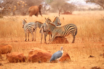 A zebra scratches its belly on a rock