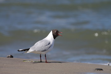  schreiende Lachmöwe am Strand