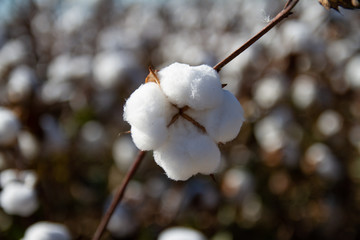 Cotton fields almost ready to harvest