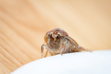 Motte im Porträt mittlere Distanz