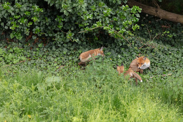 Fox cubs