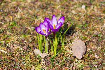 Krokus - Fr&uuml;hling - Allg&auml;u - Detail - M&auml;rz