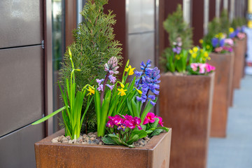 Fototapeta na wymiar Spring flowers variety in the standing rusty pots outside