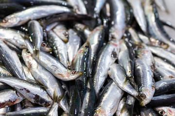 Sardinas