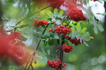 viburnum in the garden