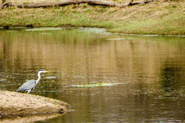 A heron looks for fish along the shores of Londolozi Reserve near Kruger Park Johannesburg South Africa
