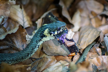 Nahaufnahme einer Ringelnatter (natrix natrix) die einen Molch frisst