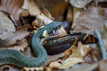 Nahaufnahme einer Ringelnatter (natrix natrix) die einen Molch frisst