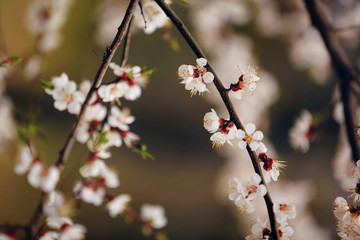 Spring Cherry blossoms, sakura almond pink flowers