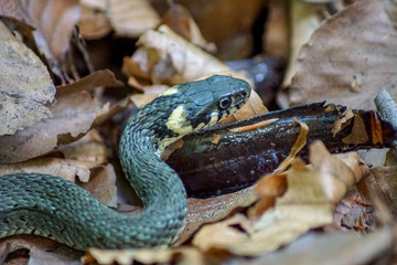 Nahaufnahme einer Ringelnatter (natrix natrix) die einen Molch frisst