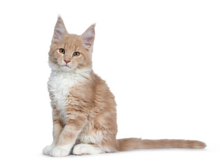 Cute cream with white  Maine Coon cat kitten, sitting side ways. Looking cheeky straight at lens with brown eyes. Isolated on a white background. Tail behind body. 