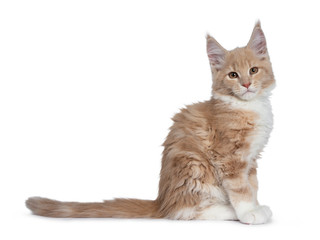 Cute cream with white  Maine Coon cat kitten, sitting side ways. Looking cheeky straight at lens with brown eyes. Isolated on a white background. Tail behind body. 