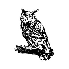 Hand drawn owl sketch illustration. Vector black ink drawing isolated on white background. Grunge style