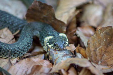 Nahaufnahme einer Ringelnatter (natrix natrix) die einen Molch frisst
