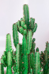 Gr&uuml;ner Kaktus mit wei&szlig;em Hintergrund