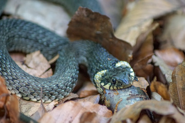 Nahaufnahme einer Ringelnatter (natrix natrix) die einen Molch frisst
