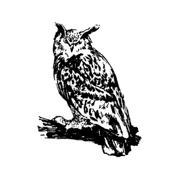 Hand drawn owl sketch illustration. Vector black ink drawing isolated on white background. Grunge style