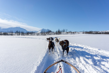 Hundeschlitten in Nord-Norwegen 